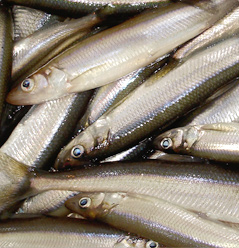 sardines